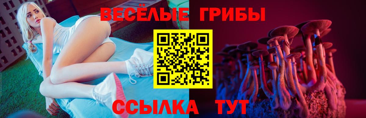 Псилоцибиновые грибы Psilocybine cubensis Березники